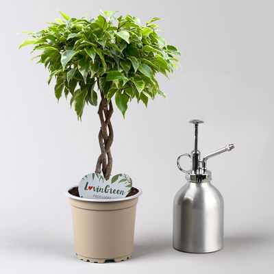 Birkenfeige 'Lucky', in Keramiktopf anthrazit, Topf-Ø 12 cm, Höhe ca. 40 cm Birkenfeige 'Lucky', in Keramiktopf anthrazit, Topf-Ø 12 cm, Höhe ca. 40 cm