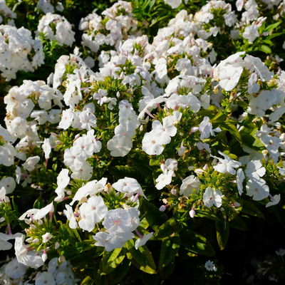 Kölles Beste Flammenblume 'Adessa® White', 3 Liter Topf Kölles Beste Flammenblume 'Adessa® White', 3 Liter Topf