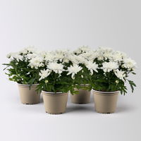 Chrysanthemen 'Chrysanne®Grandezza White', weiß, Topf-Ø 13 cm, 4 Pflanzen