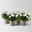 Chrysanthemen 'Chrysanne®Grandezza White', weiß, Topf-Ø 13 cm, 4 Pflanzen Chrysanthemen 'Chrysanne®Grandezza White', weiß, Topf-Ø 13 cm, 4 Pflanzen