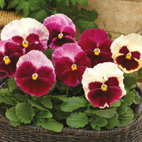 Stiefmütterchen 'Strawberry Cream', rot-creme,Topf 13 cm Ø, 6 Pflanzen