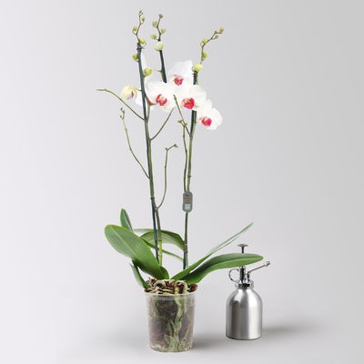 Schmetterlingsorchidee, inkl. Keramiktopf, weiß mit roter Lippe, Topf-Ø 12 cm