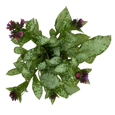 Bio Lungenkraut 'Silver Bouquet', rosa-blau, Topf-Ø 12 cm, 3 Pflanzen Bio Lungenkraut 'Silver Bouquet', rosa-blau, Topf-Ø 12 cm, 3 Pflanzen