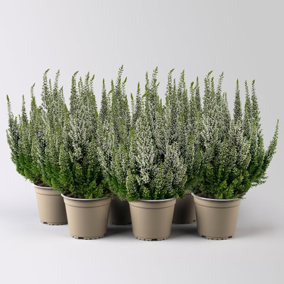 Calluna 'First Ladies®', weiß, Topf-Ø 11 cm, 6 Pflanzen Calluna 'First Ladies®', weiß, Topf-Ø 11 cm, 6 Pflanzen