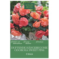 Kölles Beste Duftende Hängebegonie Odorosa Sweet Pink, 3 Blumenknollen