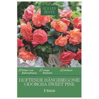 Kölles Beste Duftende Hängebegonie Odorosa Sweet Pink, 3 Blumenknollen