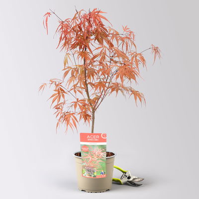 Japanischer Zwergahorn 'Peve Dave', rotlaubig, Höhe ca. 30-40 cm, Topf-Ø 19 cm Japanischer Zwergahorn 'Peve Dave', rotlaubig, Höhe ca. 30-40 cm, Topf-Ø 19 cm