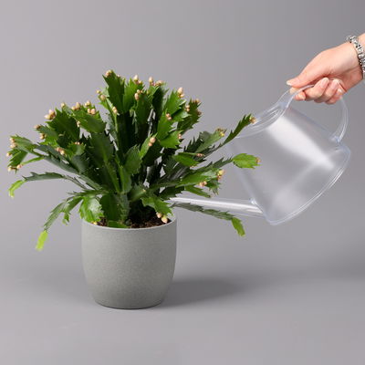 Weihnachtskaktus, orange, Topf-Ø 12 cm, 3 Pflanzen