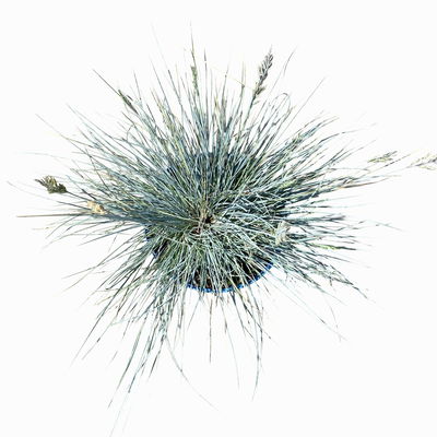 Kölles Beste Blauschwingel 'Elijah Blue', 19 cm Topf Kölles Beste Blauschwingel 'Elijah Blue', 19 cm Topf