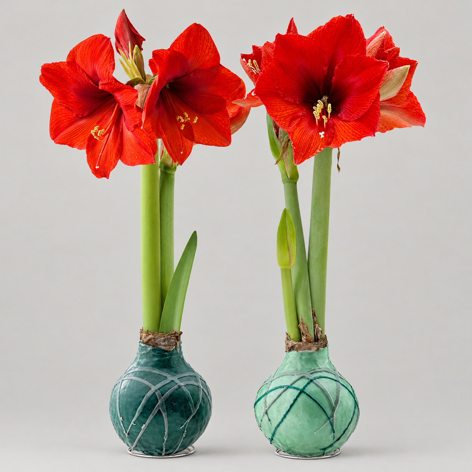 Amaryllis in Wachs XL, Dekor 'Forest Mix' Farbe zufällig, Blüte rot, 2 Pflanzen Amaryllis in Wachs XL, Dekor 'Forest Mix' Farbe zufällig, Blüte rot, 2 Pflanzen