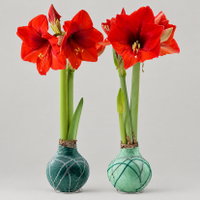 Amaryllis in Wachs XL, Dekor 'Forest Mix' Farbe zufällig, Blüte rot, 2 Pflanzen Amaryllis in Wachs XL, Dekor 'Forest Mix' Farbe zufällig, Blüte rot, 2 Pflanzen