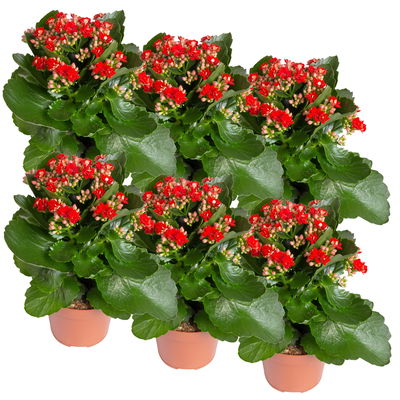 Kalanchoe 'Calandiva'®, rot, Topf-Ø 12 cm, Höhe ca. 27,5 cm, 6er-Set