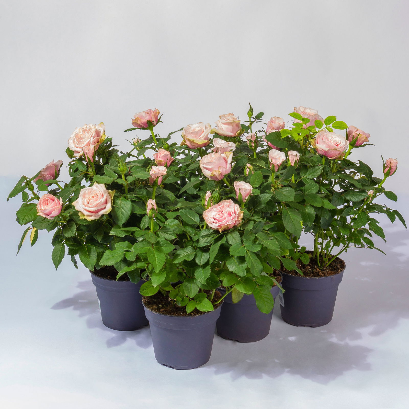 Rose Patio, rosa,  Topf-Ø 13 cm, 6er-Set