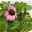 Echinacea purpurea 'Magnus' purpurrosa, Topf 3 Liter