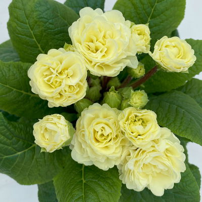 Primel 'Belarina', creme, Topf-Ø 12 cm, 6 Pflanzen