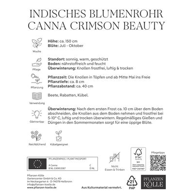 Kölles Beste Indisches Blumenrohr 'Crimson Beauty', rot, 1 Blumenzwiebel