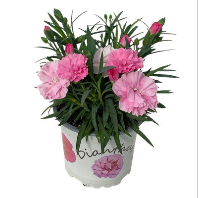 Stauden-Nelke 'I Love U', pink-rosa-weiß, Topf-Ø 11 cm, 6er-Set Stauden-Nelke 'I Love U', pink-rosa-weiß, Topf-Ø 11 cm, 6er-Set