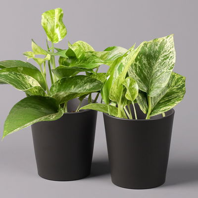 Efeutute 'Marble Queen' inkl. Topf Dallas anthrazit, Topf-Ø 12 cm, 2 Pflanzen