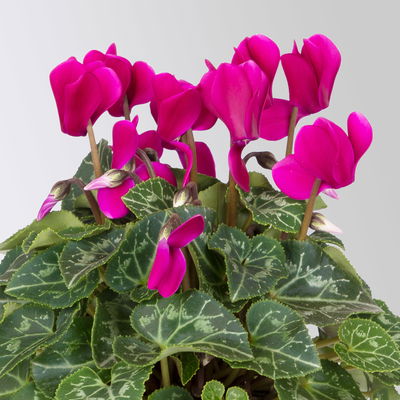 Alpenveilchen 'Outland', Farben zufällig, Topf-Ø 10,5/11 cm, 6 Pflanzen