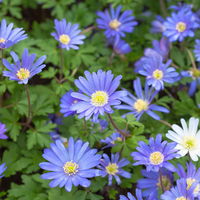 Anemone blanda 'Blue Shades', blau, Topf-Ø 9 cm, 6 Stück