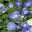 Anemone blanda 'Blue Shades', blau, Topf-Ø 9 cm, 6er-Set