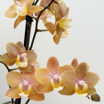 Duft Phalenopsis 'Fresh', lachs, Topf-Ø 12 cm, im Übertopf mit Grußkarte