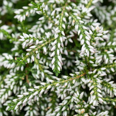 Knospenheide hängend, weiß, Topf-Ø 12 cm, 3 Pflanzen Knospenheide hängend, weiß, Topf-Ø 12 cm, 3 Pflanzen