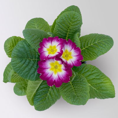 Primel 'Starflame', Farben zufällig, geflammt, Topf-Ø 11 cm, 8 Pflanzen