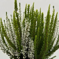 Calluna 'Skywhite' , grün-weiß, Topf-Ø 13 cm, 4 Pflanzen Calluna 'Skywhite' , grün-weiß, Topf-Ø 13 cm, 4 Pflanzen