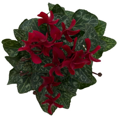 Alpenveilchen 'Outland', dunkelrot, Topf-Ø 10,5 cm, 6 Pflanzen