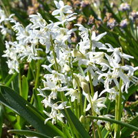 Zwiebelpflanzen-Set Frühlingsbote, gelb-weiß, 9 Pflanzen Zwiebelpflanzen-Set Frühlingsbote, gelb-weiß, 9 Pflanzen
