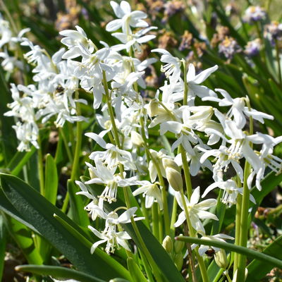 Zwiebelpflanzen-Set Frühlingsbote, gelb-weiß, 9 Pflanzen Zwiebelpflanzen-Set Frühlingsbote, gelb-weiß, 9 Pflanzen
