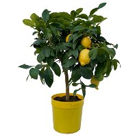 Zitronenbaum, Stamm, Topf-Ø 20 cm, Höhe 70-80 cm