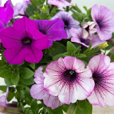 Petunien 'Duo' lila & flieder -lila geadert, hängend, Topf-Ø 14 cm, 4 Pflanzen