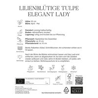 Lilienblütige Tulpen Elegant Lady weiß/rosa, 7 Blumenzwiebeln