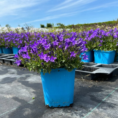 Bio Campanula portenschlagiana blau, Topf 11x11 cm, 3 Pflanzen Bio Campanula portenschlagiana blau, Topf 11x11 cm, 3 Pflanzen