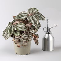 Grünpflanzen-Set Urban Jungle, dunkellaubig, Topf-Ø 12 cm, 4 Pflanzen