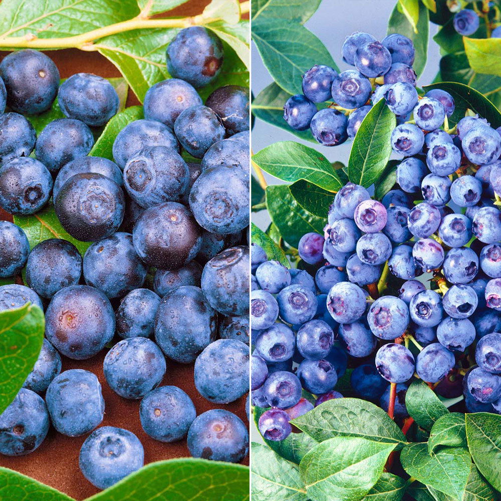 Heidelbeeren 'Duke' und Bluecrop' im 4erSet kaufen│PflanzenKölle