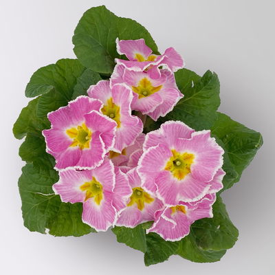 Primel 'Sirococco', Farben zufällig, gerüscht, Topf-Ø 11 cm, 8 Pflanzen