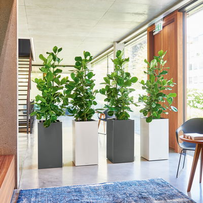 Lechuza 'Canto Premium 40 high', anthrazit, ca. 40 x 40 x H 76 cm Lechuza 'Canto Premium 40 high', anthrazit, ca. 40 x 40 x H 76 cm