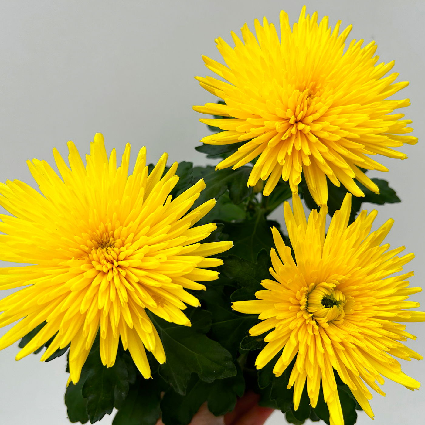 Chrysantheme 'Anastasia' gelb, großblumig, Topf-Ø 13 cm, 3 Stück