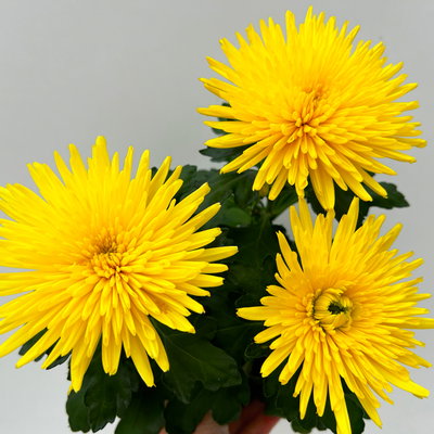 Chrysantheme 'Anastasia', gelb, großblumig, Topf-Ø 13 cm, 3 Pflanzen Chrysantheme 'Anastasia', gelb, großblumig, Topf-Ø 13 cm, 3 Pflanzen