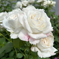 Duftende Beetrose 'Die Rose Ihrer Majestät'® (Beainesza), weiss, Topf 7,5 Liter