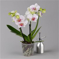 Phalaenopsis 'Spirit' weiß gesprenkelt, 2 Rispen, Topf-Ø 12 cm, Höhe ca. 50 cm