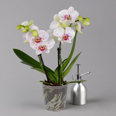 Phalaenopsis 'Spirit' weiß gesprenkelt, 2 Rispen, Topf-Ø 12 cm, Höhe ca. 50 cm