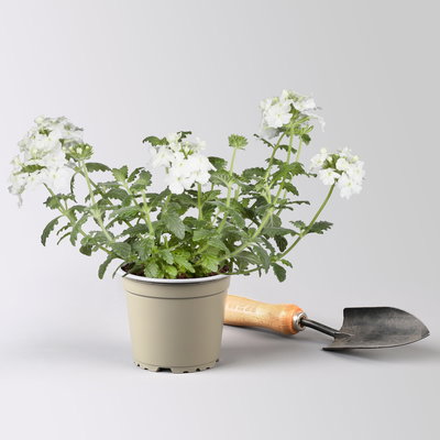 Eisenkraut weiß, Topf-Ø 12 cm, 6 Stück