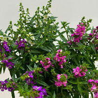 Angelonia 'Trio' rosa-weiß-lila/blau, Topf-Ø 15 cm, 3er-Set