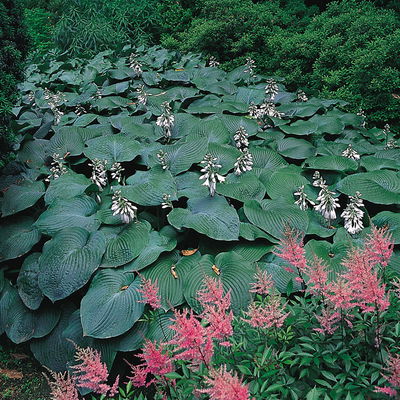 Bio Funkien 'Elegans' hellviolett, Topf 11x11 cm, 3 Pflanzen