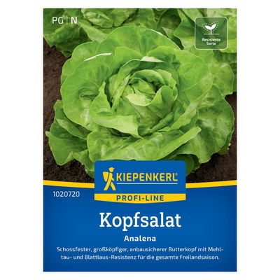 Saatgut, Kopfsalat 'Analena' Saatgut, Kopfsalat 'Analena'