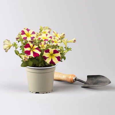 Petunie 'Amore® Queen of Hearts' rot-gelb, hängend, Topf-Ø 13 cm, 6 Pflanzen